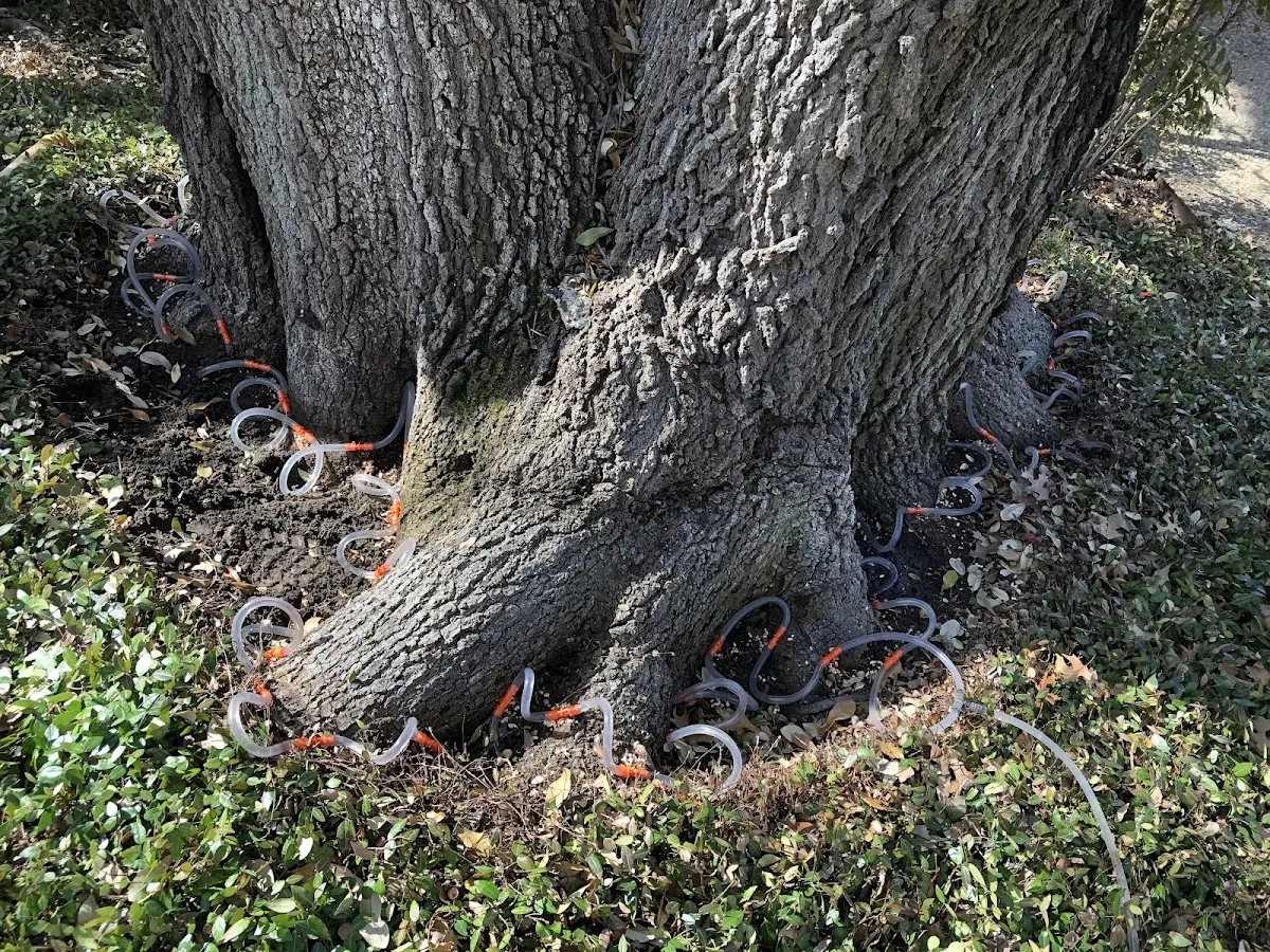 Detailed Tree Cabling and Bracing job site in West Elizabeth